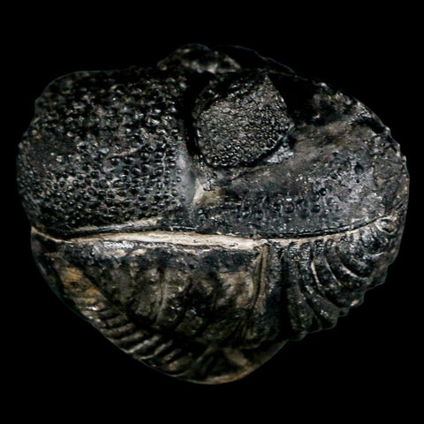 4.3" Huge Rolled Drotops Trilobite Fossil Devonian Age Morocco Arthropod COA - Fossil Age Minerals