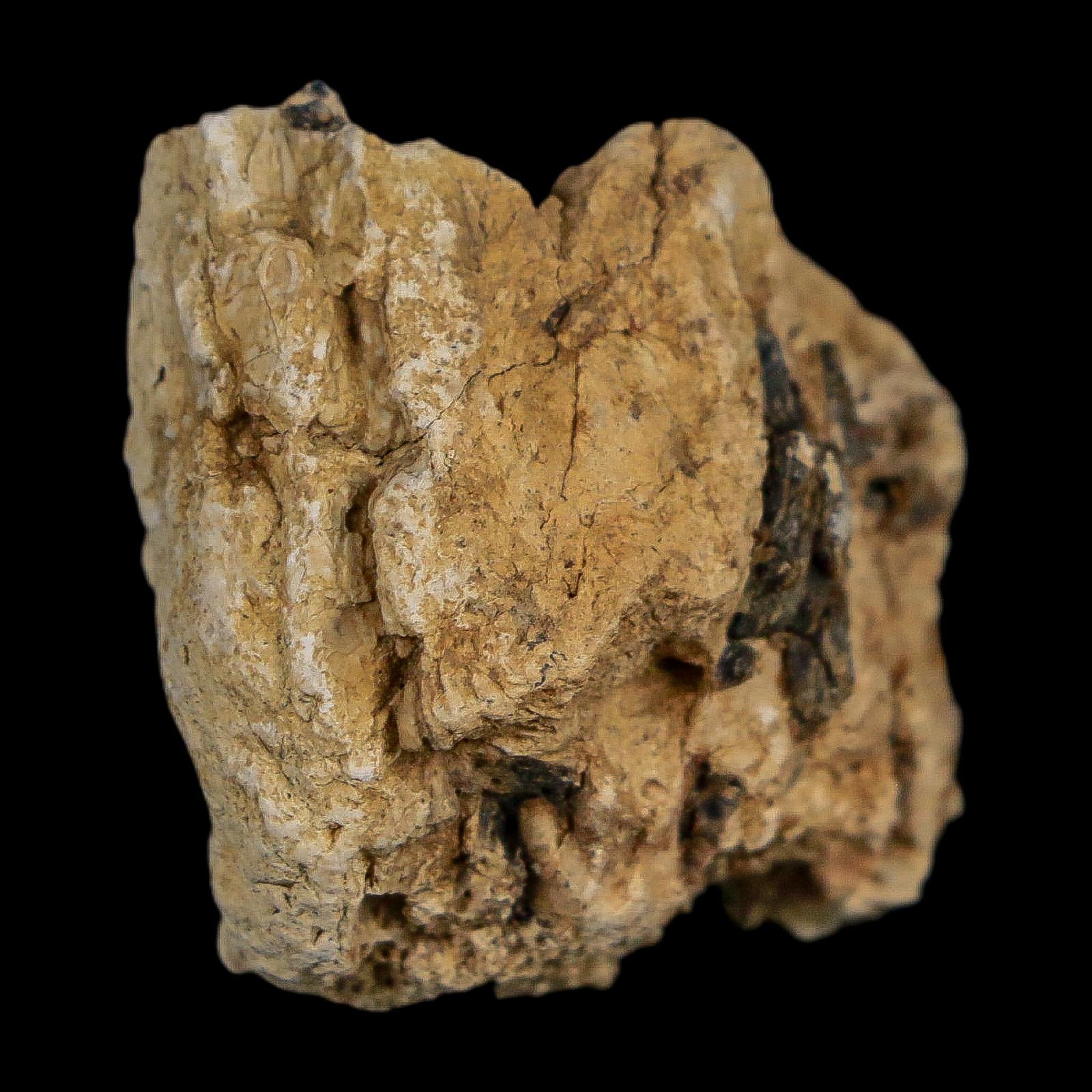 1.1" Tyrannosaurus Rex Fossil Bone Dinosaur Lance Creek Formation Wyoming COA - Fossil Age Minerals