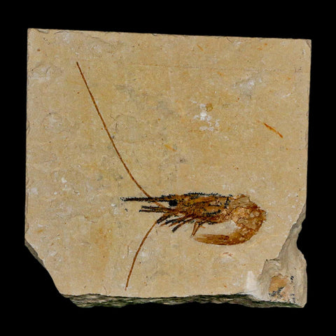 1.9" Fossil Shrimp Carpopenaeus Cretaceous Age 100 Mil Yrs Old Lebanon COA - Fossil Age Minerals
