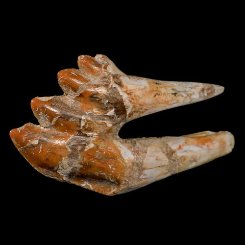 3.7" Basilosaurus Tooth Rooted Prehistoric Whale 34 Mil Yrs Old Late Eocene COA - Fossil Age Minerals