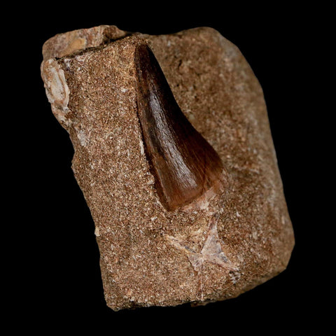 2 Two Mosasaur Prognathodon Fossil Tooth In Matrix Cretaceous Dinosaur Era COA - Fossil Age Minerals