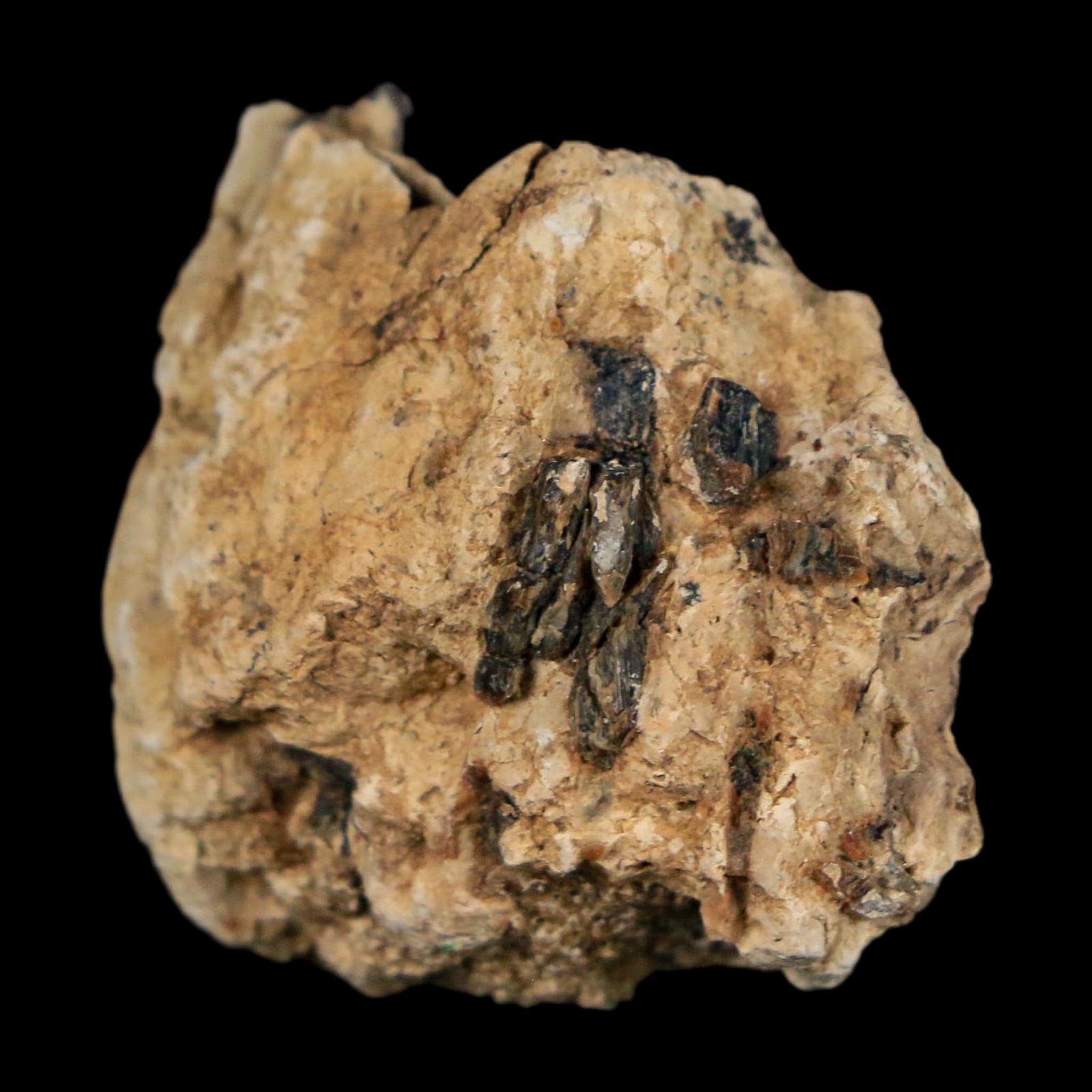 1.1" Tyrannosaurus Rex Fossil Bone Dinosaur Lance Creek Formation Wyoming COA - Fossil Age Minerals