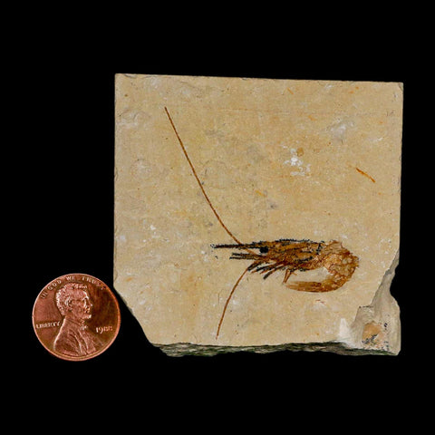 1.9" Fossil Shrimp Carpopenaeus Cretaceous Age 100 Mil Yrs Old Lebanon COA - Fossil Age Minerals