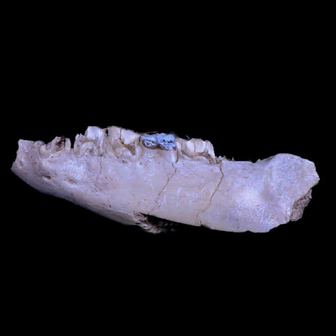 6" Running Rhino Hyracodon Nebrascensis Fossil Jaw Teeth SD Badlands COA - Fossil Age Minerals