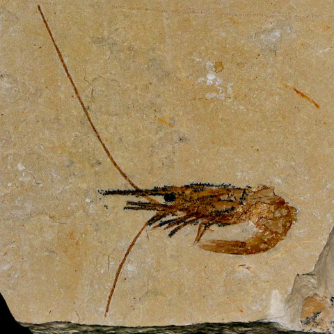1.9" Fossil Shrimp Carpopenaeus Cretaceous Age 100 Mil Yrs Old Lebanon COA - Fossil Age Minerals