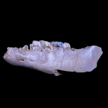 6" Running Rhino Hyracodon Nebrascensis Fossil Jaw Teeth SD Badlands COA