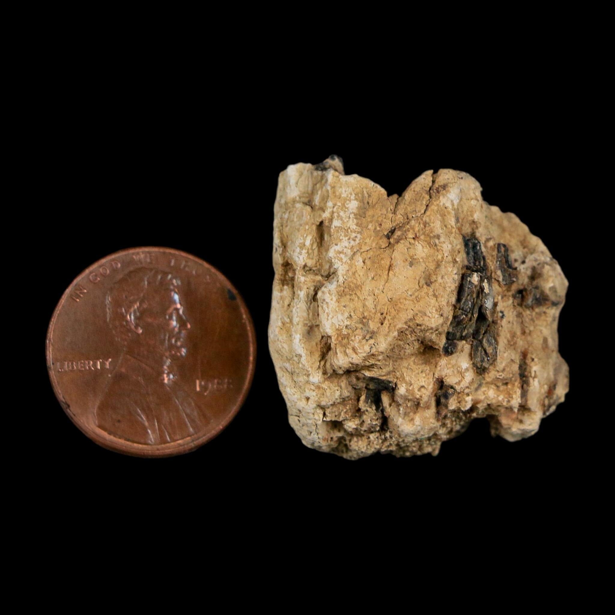 1.1" Tyrannosaurus Rex Fossil Bone Dinosaur Lance Creek Formation Wyoming COA - Fossil Age Minerals