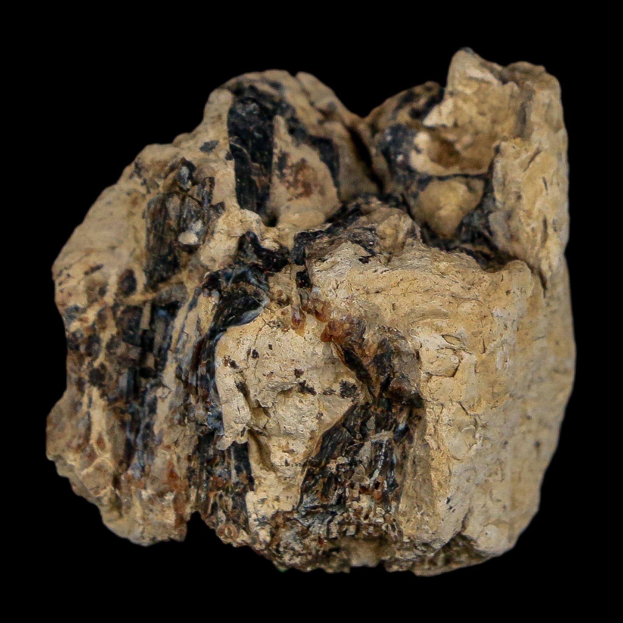 1.1" Tyrannosaurus Rex Fossil Bone Dinosaur Lance Creek Formation Wyoming COA - Fossil Age Minerals