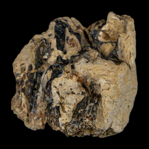 1.1" Tyrannosaurus Rex Fossil Bone Dinosaur Lance Creek Formation Wyoming COA