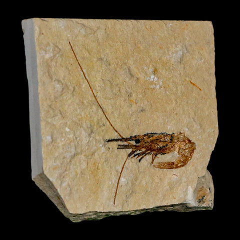1.9" Fossil Shrimp Carpopenaeus Cretaceous Age 100 Mil Yrs Old Lebanon COA - Fossil Age Minerals