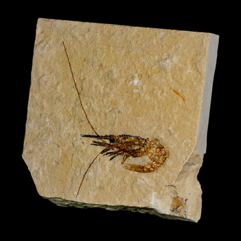 1.9" Fossil Shrimp Carpopenaeus Cretaceous Age 100 Mil Yrs Old Lebanon COA - Fossil Age Minerals