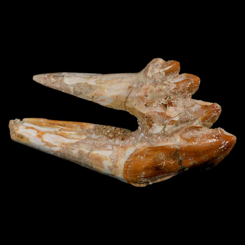 3.7" Basilosaurus Tooth Rooted Prehistoric Whale 34 Mil Yrs Old Late Eocene COA - Fossil Age Minerals
