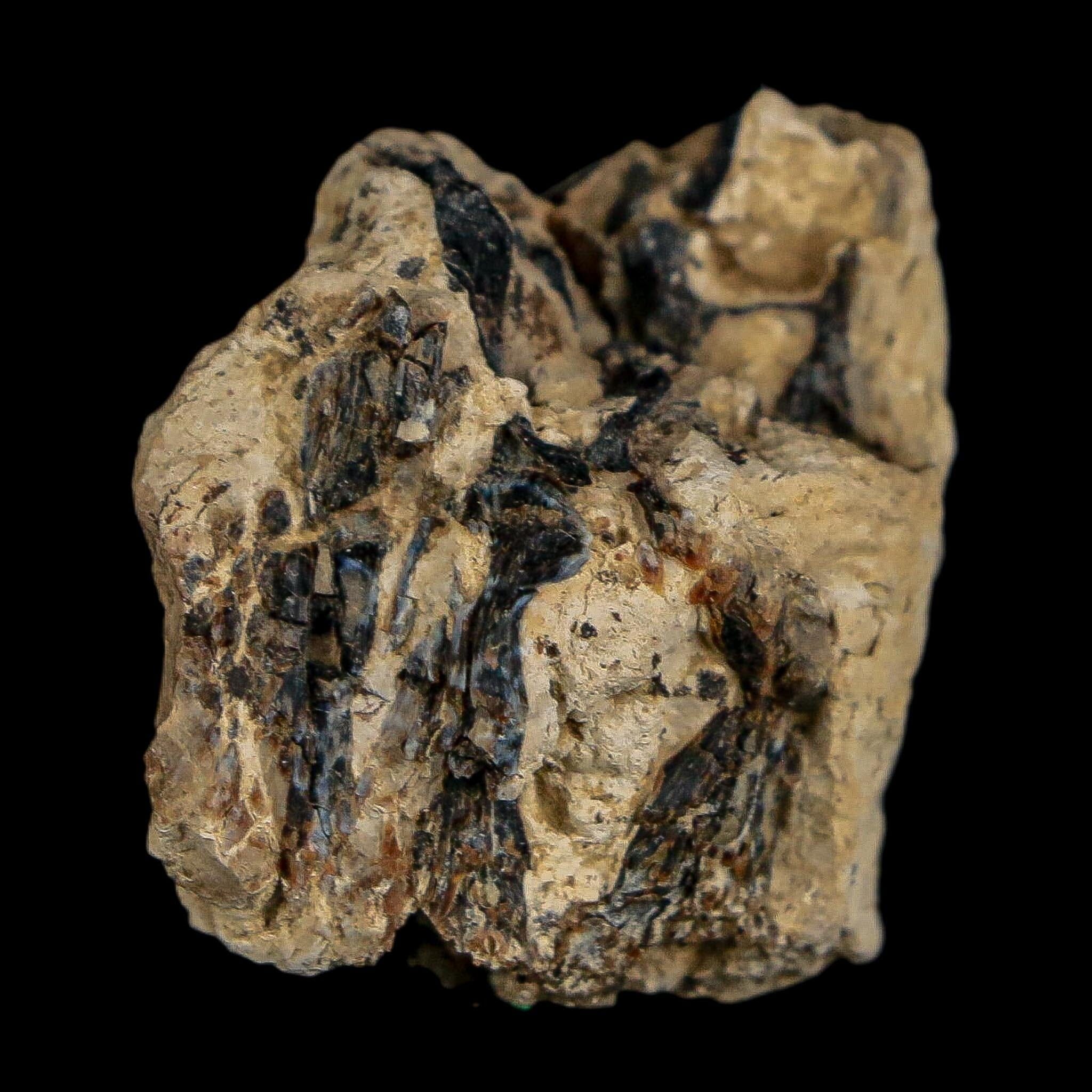 1.1" Tyrannosaurus Rex Fossil Bone Dinosaur Lance Creek Formation Wyoming COA - Fossil Age Minerals