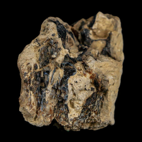 1.1" Tyrannosaurus Rex Fossil Bone Dinosaur Lance Creek Formation Wyoming COA