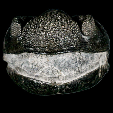 4.6" Huge Rolled Drotops Trilobite Fossil Devonian Age Morocco Arthropod COA