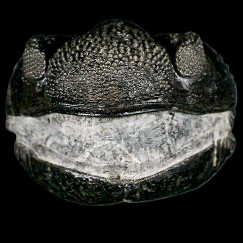 4.6" Huge Rolled Drotops Trilobite Fossil Devonian Age Morocco Arthropod COA - Fossil Age Minerals