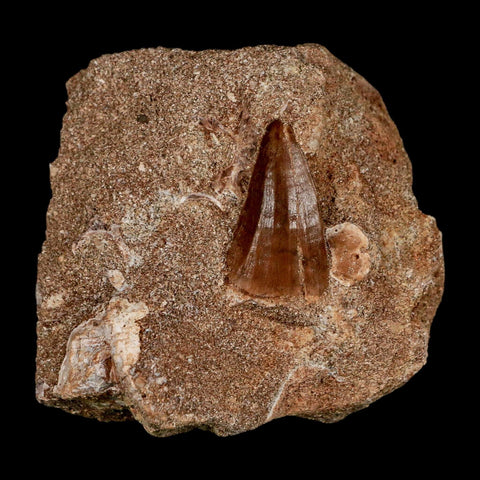 2 Two Mosasaur Prognathodon Fossil Tooth In Matrix Cretaceous Dinosaur Era COA - Fossil Age Minerals