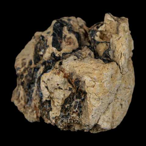 1.1" Tyrannosaurus Rex Fossil Bone Dinosaur Lance Creek Formation Wyoming COA