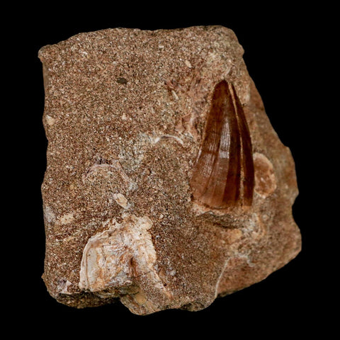 2 Two Mosasaur Prognathodon Fossil Tooth In Matrix Cretaceous Dinosaur Era COA - Fossil Age Minerals