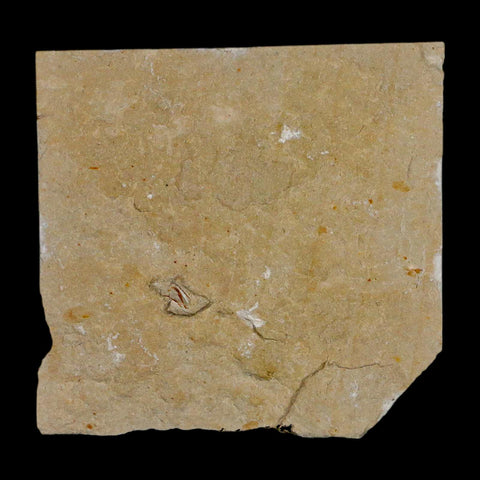 1.9" Fossil Shrimp Carpopenaeus Cretaceous Age 100 Mil Yrs Old Lebanon COA - Fossil Age Minerals
