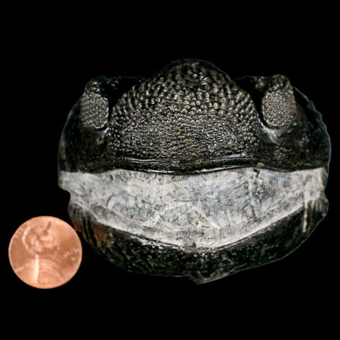 4.6" Huge Rolled Drotops Trilobite Fossil Devonian Age Morocco Arthropod COA - Fossil Age Minerals