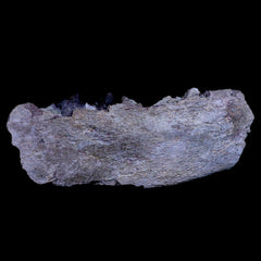 Subhyracodon Fossil Collection - Fossil Age Minerals