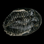 2.1" Metacanthina Issoumourensis Trilobite Fossil Devonian Age 400 Mil Yrs Old COA