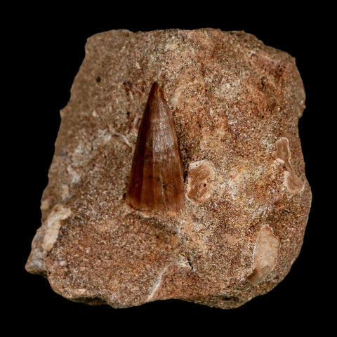 2 Two Mosasaur Prognathodon Fossil Tooth In Matrix Cretaceous Dinosaur Era COA - Fossil Age Minerals