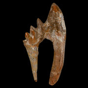 3.7" Basilosaurus Tooth Rooted Prehistoric Whale 34 Mil Yrs Old Late Eocene COA