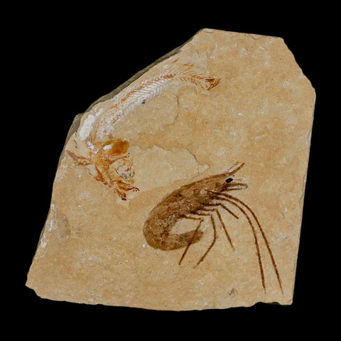 Fossil Shrimp Carpopenaeus And Scomproclupea Fish Cretaceous Age Lebanon COA - Fossil Age Minerals