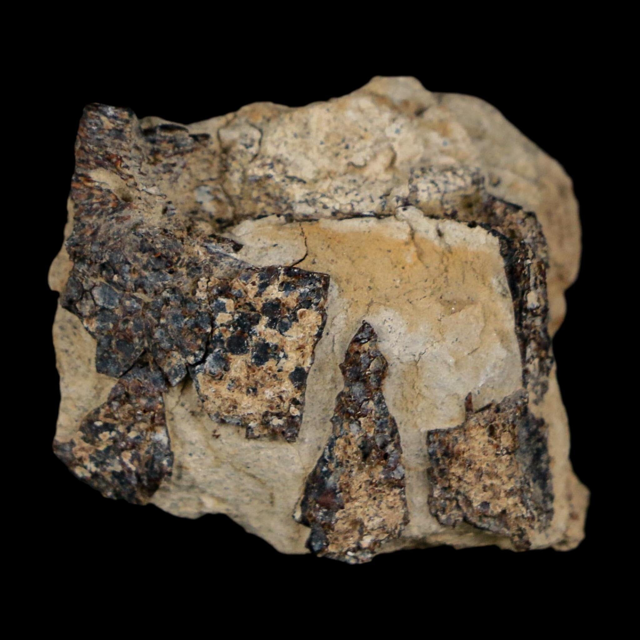 1.3" Tyrannosaurus Rex Fossil Bone Dinosaur Lance Creek Formation Wyoming COA - Fossil Age Minerals