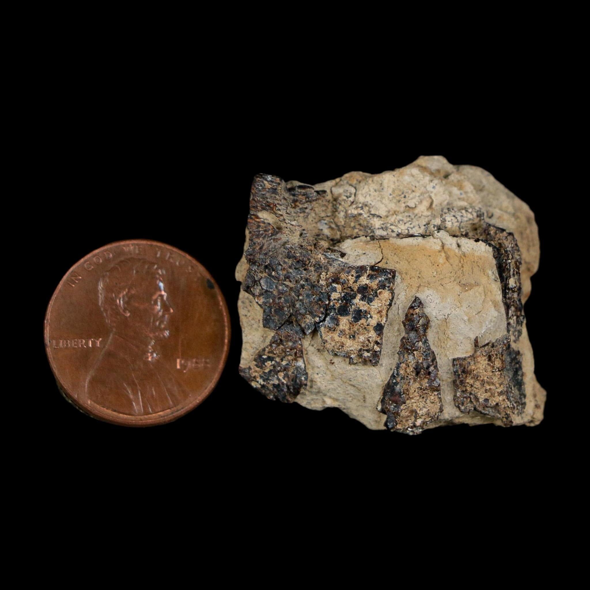 1.3" Tyrannosaurus Rex Fossil Bone Dinosaur Lance Creek Formation Wyoming COA - Fossil Age Minerals
