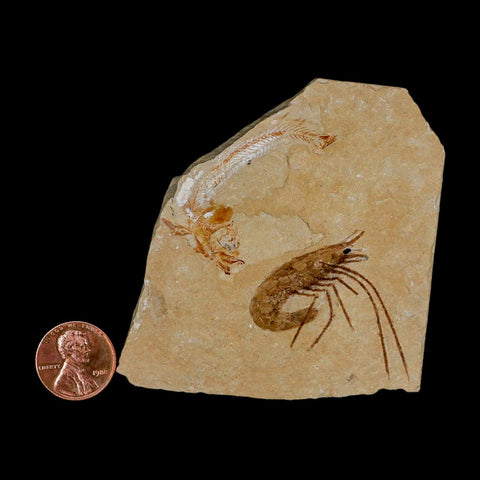 Fossil Shrimp Carpopenaeus And Scomproclupea Fish Cretaceous Age Lebanon COA - Fossil Age Minerals