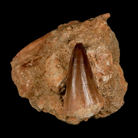 1.7" Mosasaur Prognathodon Fossil Tooth In Matrix Cretaceous Dinosaur Era COA - Fossil Age Minerals