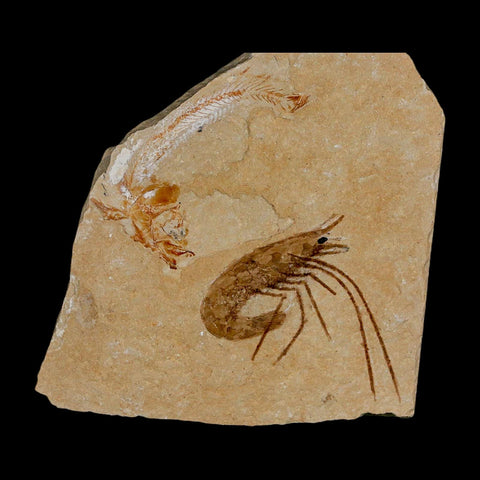 Fossil Shrimp Carpopenaeus And Scomproclupea Fish Cretaceous Age Lebanon COA - Fossil Age Minerals