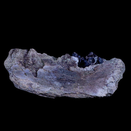 6.5" Subhyracodon Rhino Fossil Jaw Teeth Oligocene Epoch South Dakota Badlands