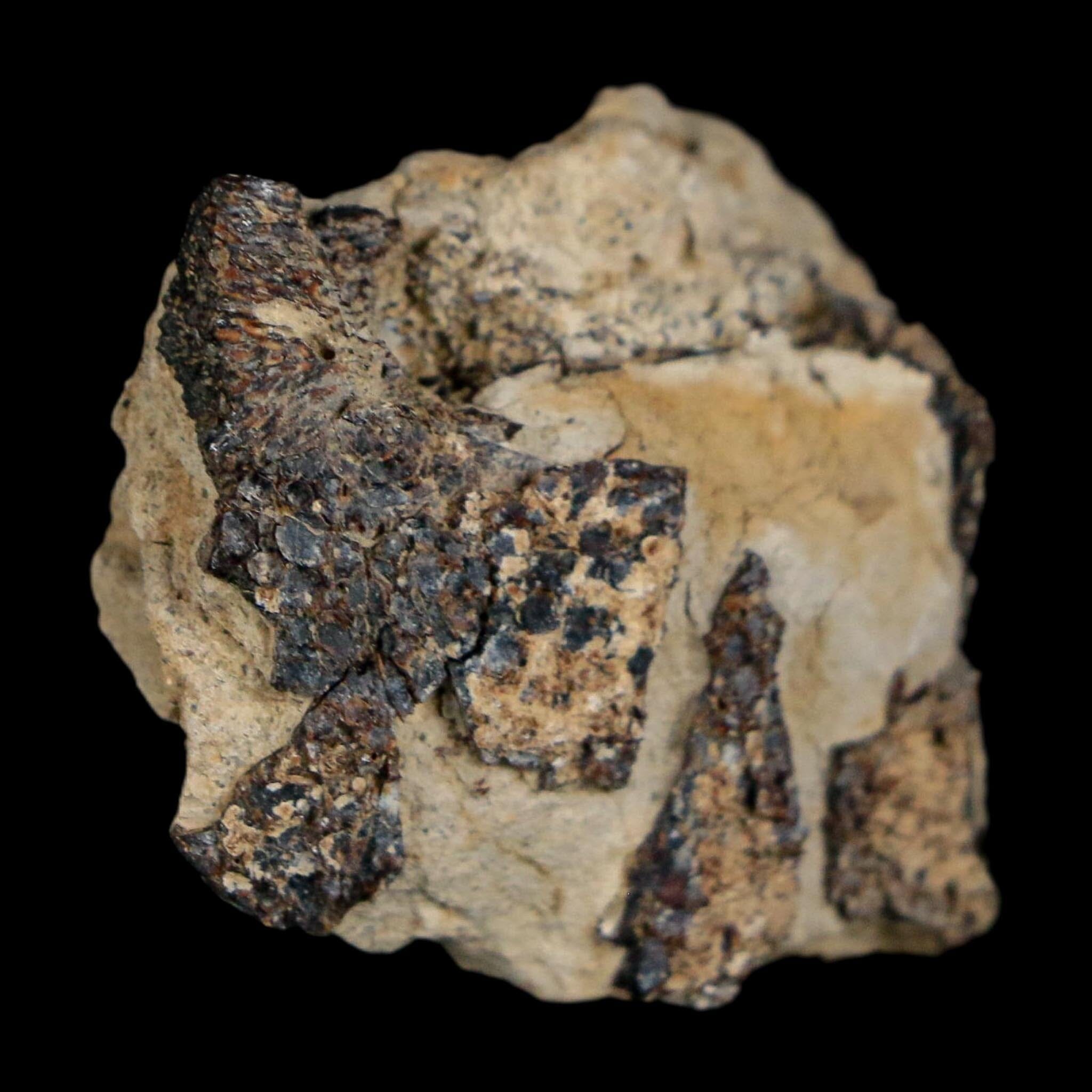 1.3" Tyrannosaurus Rex Fossil Bone Dinosaur Lance Creek Formation Wyoming COA - Fossil Age Minerals
