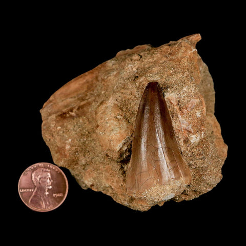 1.7" Mosasaur Prognathodon Fossil Tooth In Matrix Cretaceous Dinosaur Era COA - Fossil Age Minerals