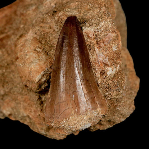 1.7" Mosasaur Prognathodon Fossil Tooth In Matrix Cretaceous Dinosaur Era COA - Fossil Age Minerals