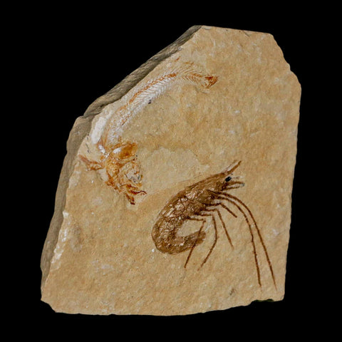 Fossil Shrimp Carpopenaeus And Scomproclupea Fish Cretaceous Age Lebanon COA - Fossil Age Minerals