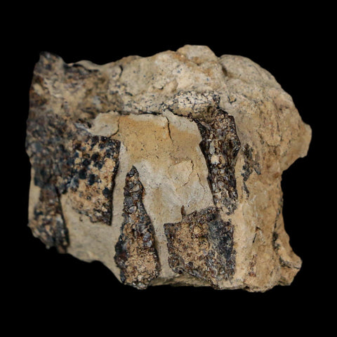 1.3" Tyrannosaurus Rex Fossil Bone Dinosaur Lance Creek Formation Wyoming COA
