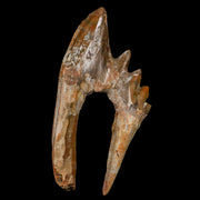 3.7" Basilosaurus Tooth Rooted Prehistoric Whale 34 Mil Yrs Old Late Eocene COA