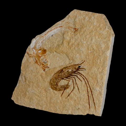 Fossil Shrimp Carpopenaeus And Scomproclupea Fish Cretaceous Age Lebanon COA - Fossil Age Minerals