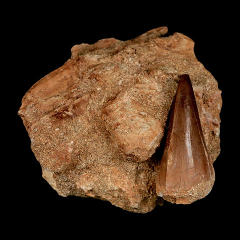 1.7" Mosasaur Prognathodon Fossil Tooth In Matrix Cretaceous Dinosaur Era COA - Fossil Age Minerals