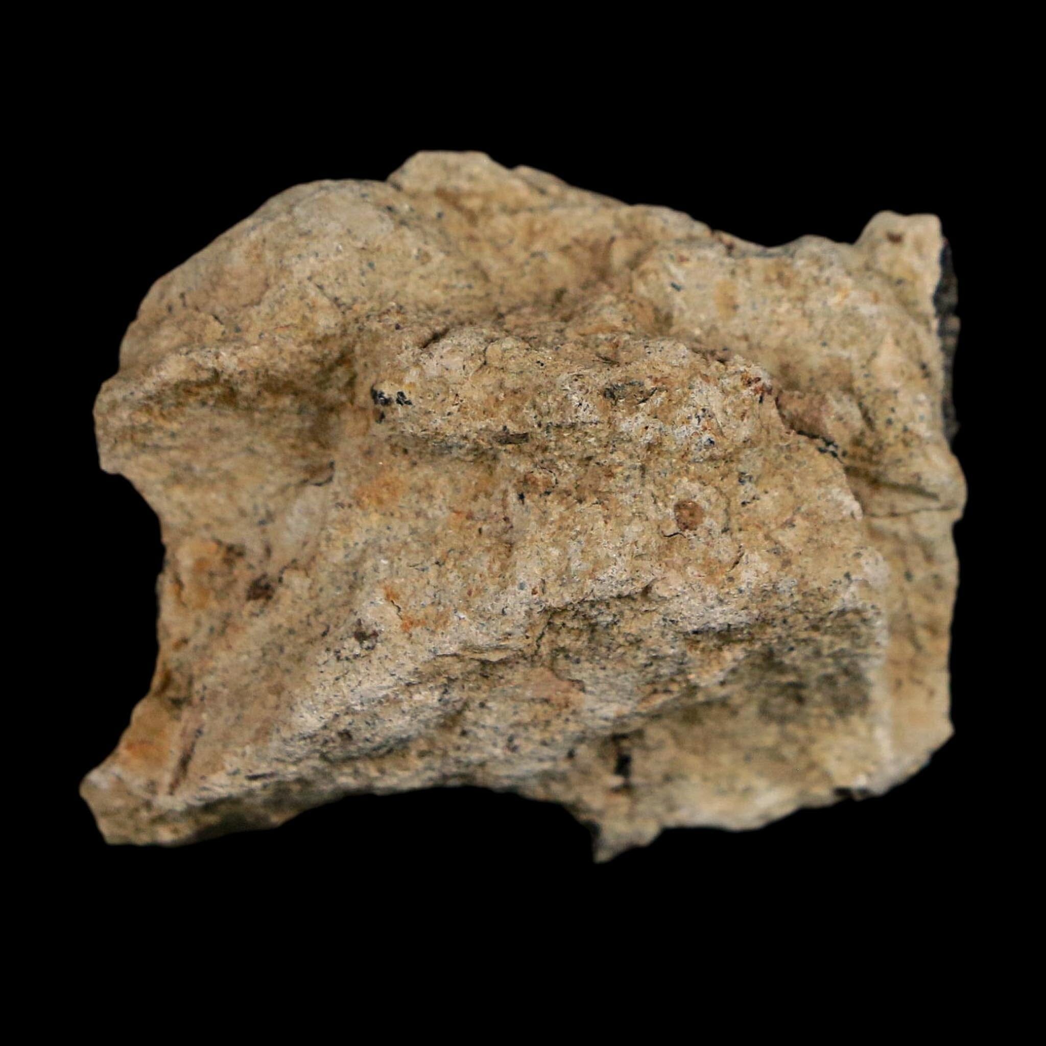 1.3" Tyrannosaurus Rex Fossil Bone Dinosaur Lance Creek Formation Wyoming COA - Fossil Age Minerals