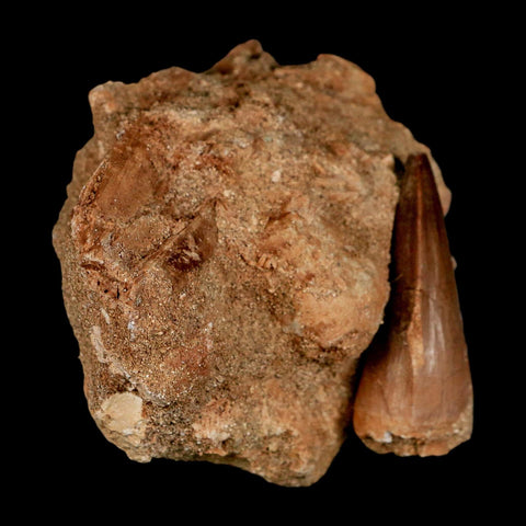 1.7" Mosasaur Prognathodon Fossil Tooth In Matrix Cretaceous Dinosaur Era COA - Fossil Age Minerals