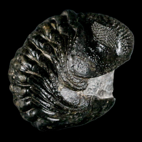 4.6" Huge Rolled Drotops Trilobite Fossil Devonian Age Morocco Arthropod COA - Fossil Age Minerals