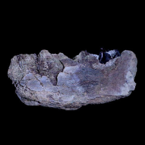 6.5" Subhyracodon Rhino Fossil Jaw Teeth Oligocene Epoch South Dakota Badlands - Fossil Age Minerals