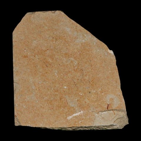 Fossil Shrimp Carpopenaeus And Scomproclupea Fish Cretaceous Age Lebanon COA - Fossil Age Minerals