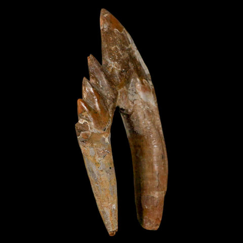 XL 4" Basilosaurus Tooth Rooted Prehistoric Whale 34 Mil Yrs Old Late Eocene COA - Fossil Age Minerals